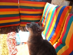 Stray cats like to hang out in Dahab's many beach huts.