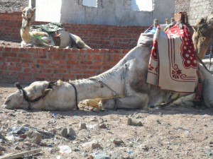 Dahab is known for Bedouin culture and beautiful beaches (Photo: Laura Conrad).