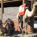 You can see that these two camels are well cared for. The ones at the pyramids were treated poorly and many were whipped.